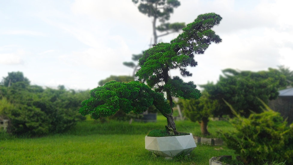 松樹園參觀選購