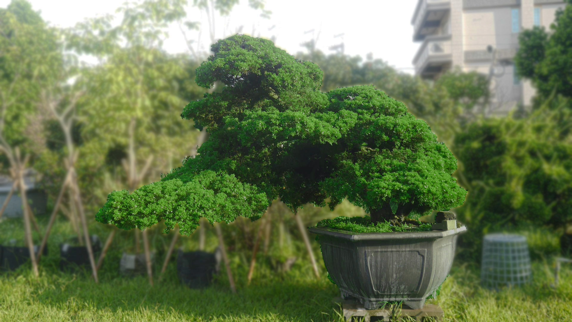 松樹園參觀選購